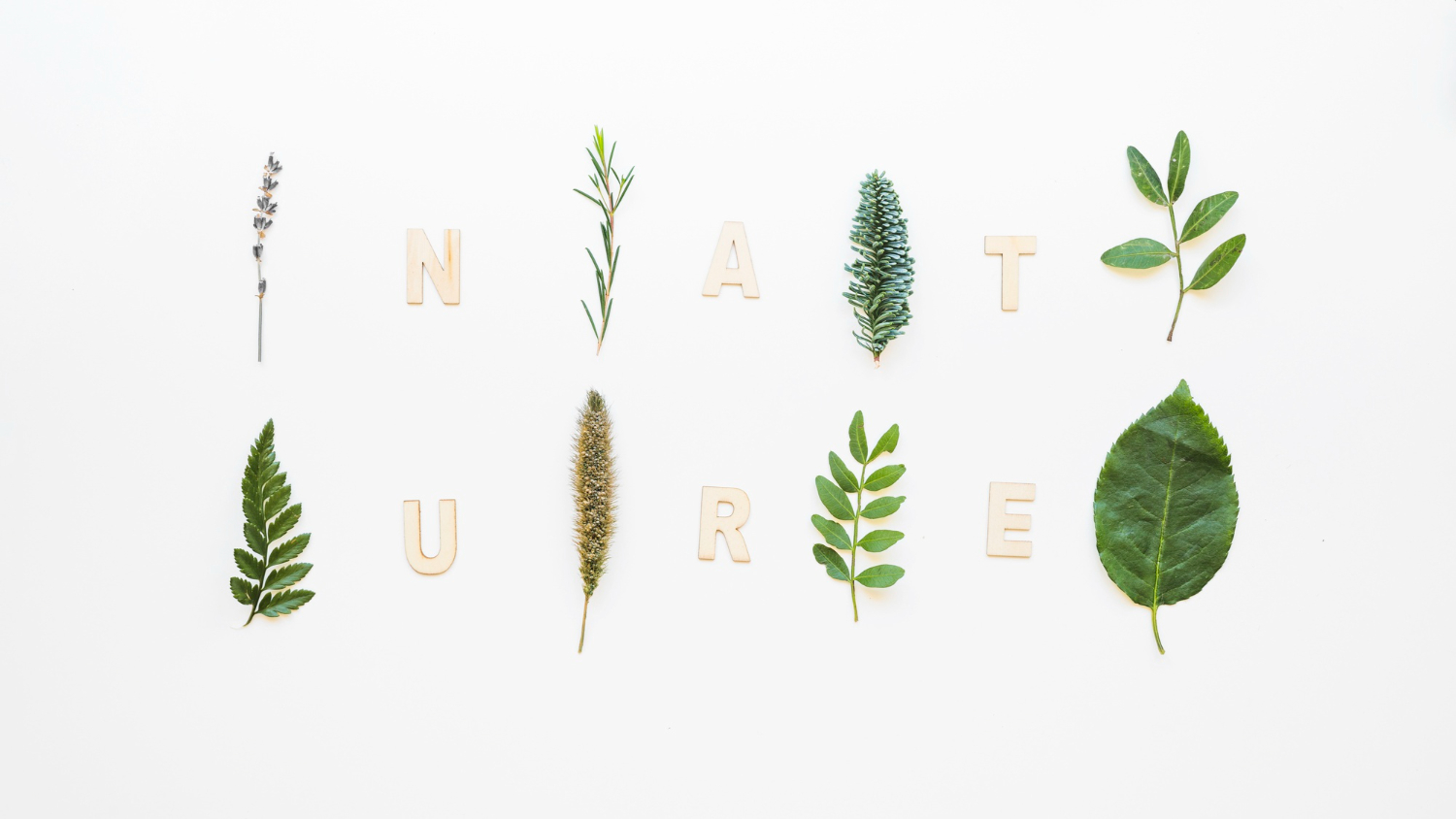 Biodiversité interactive avec OneZoom