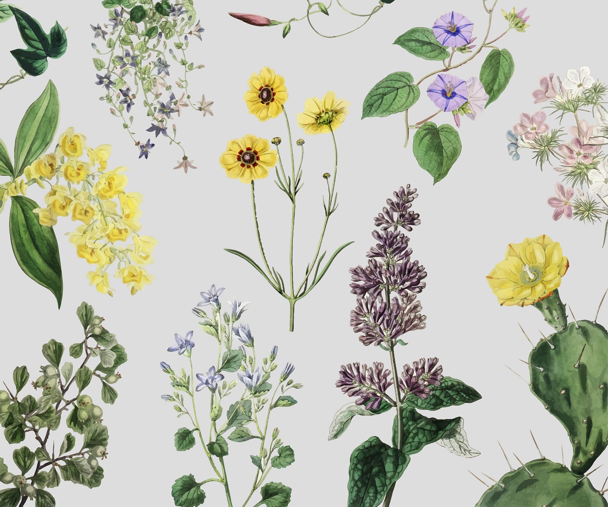 Encyclopédie des plantes libres