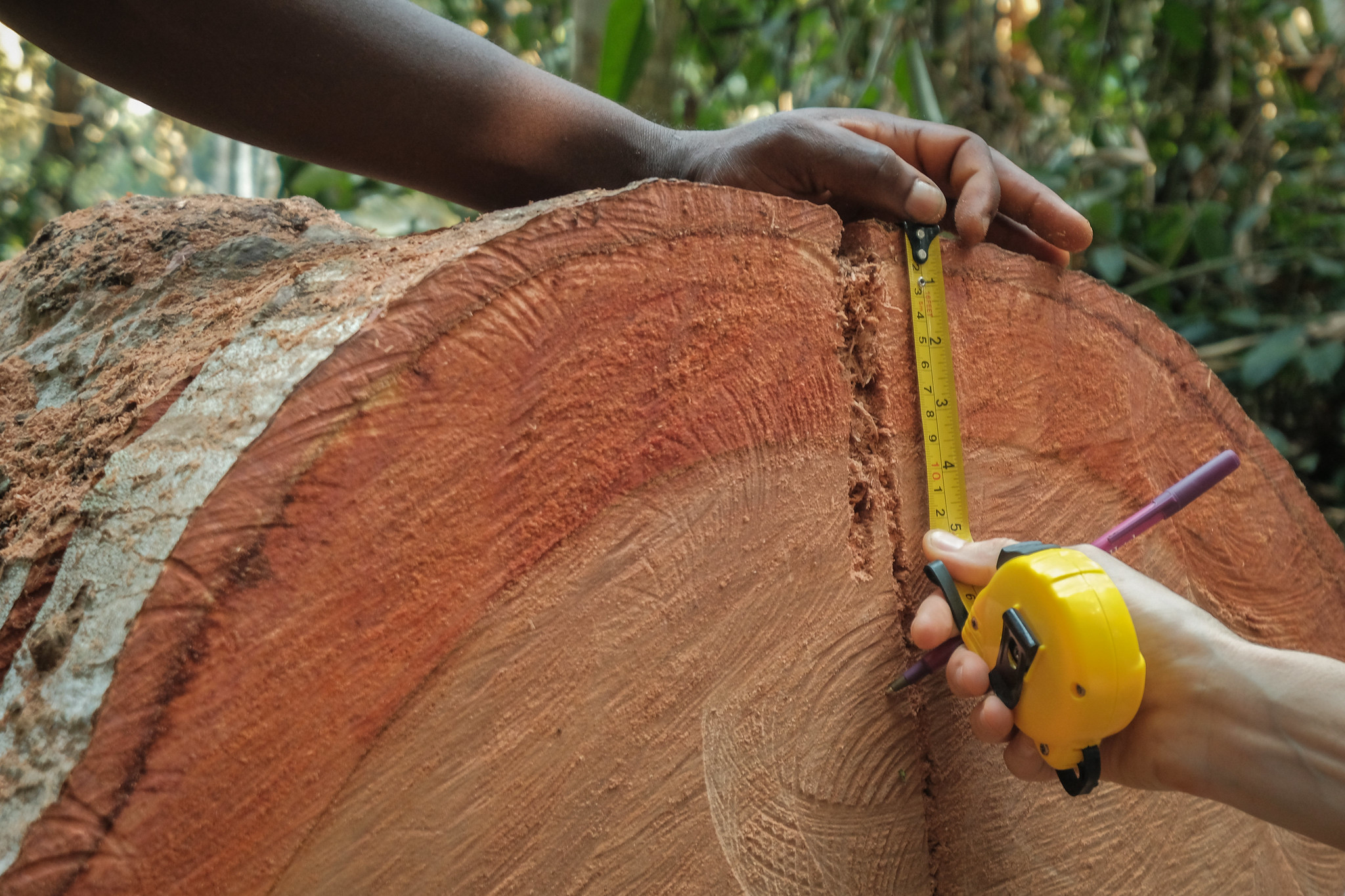 Base de connaissances des essences  tropicales de bois